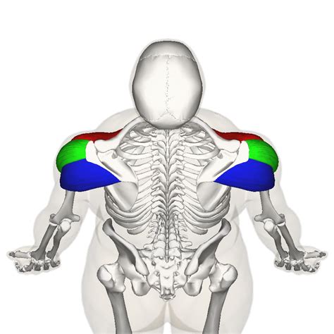 Deltoid Muscle Diagram