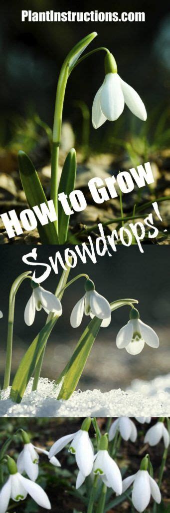 How To Grow Snowdrops Snowdrop Plant Growing Flowers Planting Flowers