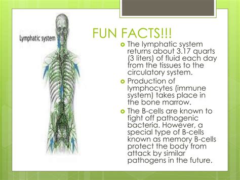 Fun Facts About The Lymphatic System