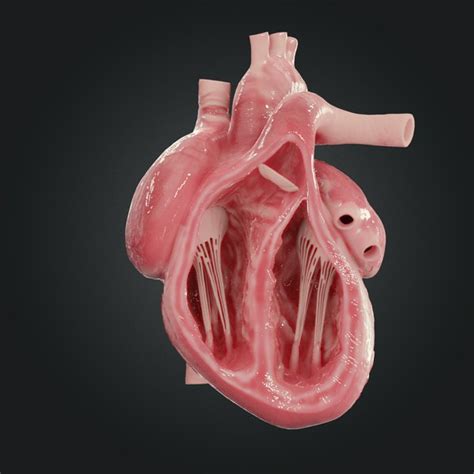 Modelo 3d Corazón Humano Realista Turbosquid 1448096