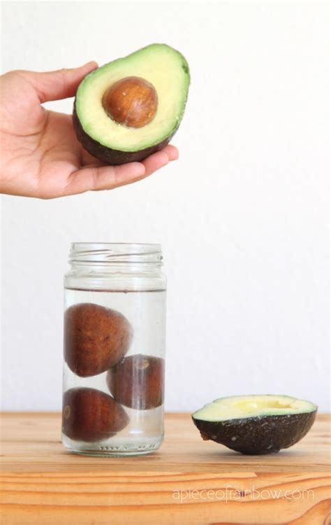 How To Grow Avocado From Seed 2 Easy Ways A Piece Of Rainbow
