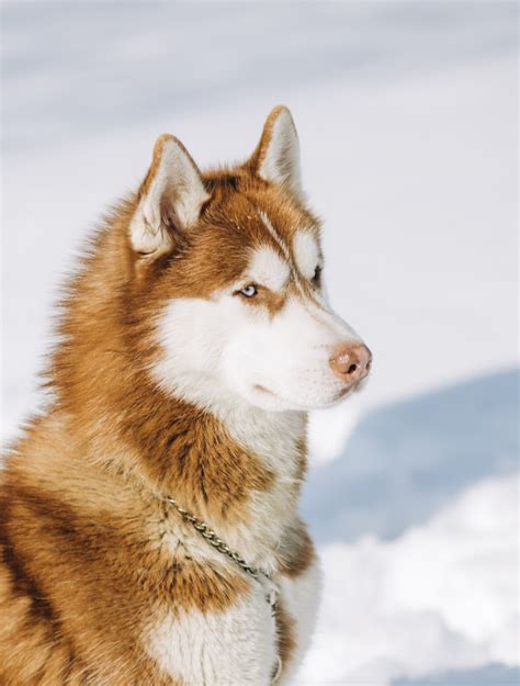 Siberian Husky Pet Insurance