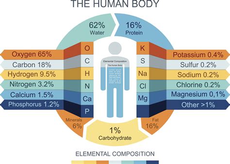 Composición del cuerpo humano como elementos y compuestos
