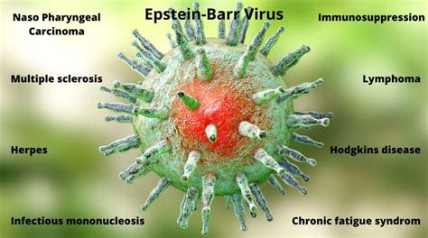 Development Of A Small Chemical Compound To Target Epstein Barr Virus