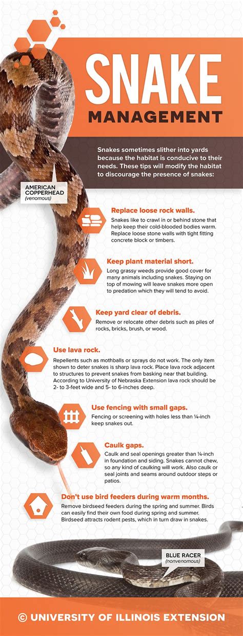 Many times i see it posted that snakes shouldn't be killed, rehomed, etc., because they are great for keeping the rat/mouse population under control. Snake Management Tips - How to keep snakes out of your ...