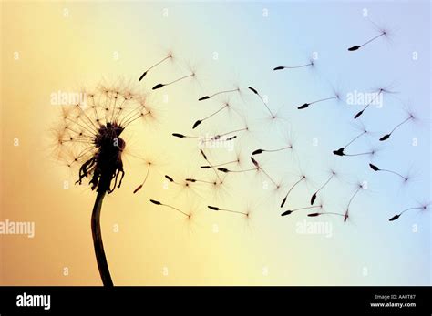 Dandelion Seeds Blown Away By Wind Stock Photo Alamy