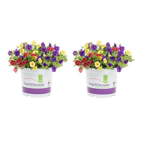 Metrolina Greenhouses 3 Qt Drop N Decorate Calibrachoa Hawaiian Hilo