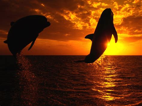 Dolphin Sunset Jumping Wallpapers Hd Desktop And Mobile Backgrounds