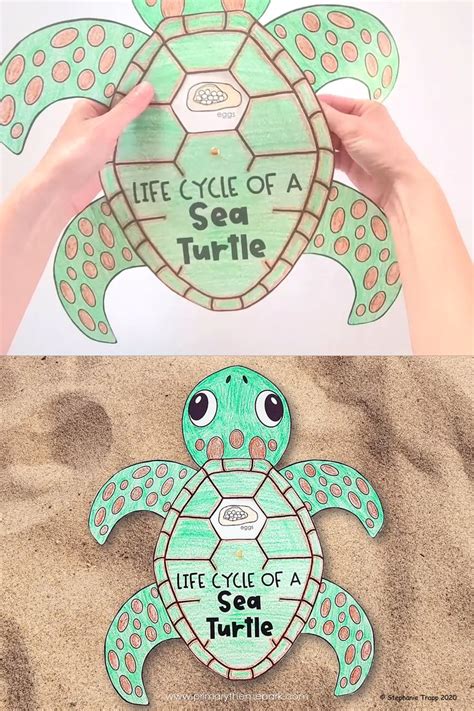 Sea Turtle Life Cycle Activities Video Video Turtle Activities