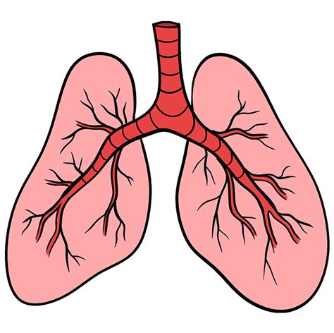 How To Draw Lungs Really Easy Drawing Tutorial