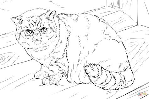 British Shorthair Cat Coloring Page Free Printable Coloring Pages My
