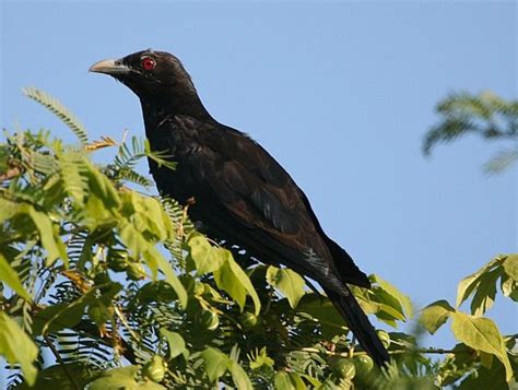 Indian Nightingale Bird