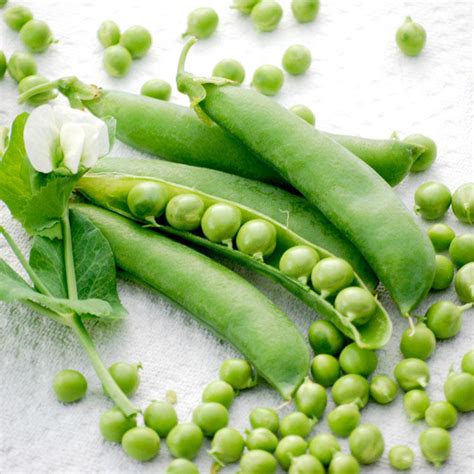 Pea Champion Of England All Vegetable Seeds