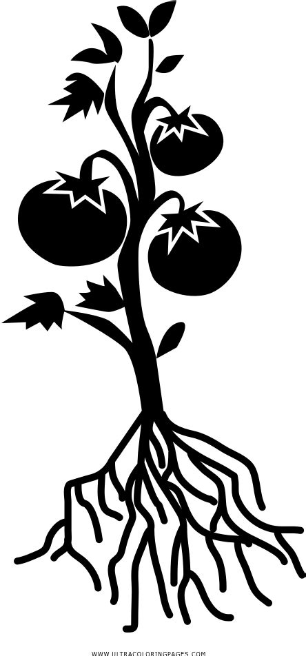 Free Plant Black And White Download Free Plant Black And White Png