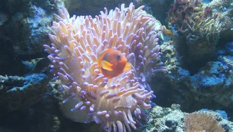 Nemo Clown Fish In Sea Anemone Video Stock Footage Video