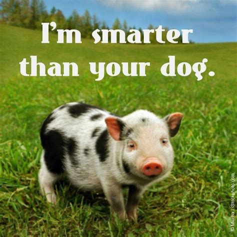 Pig funny sayings vectors (26). Pin on Homestead