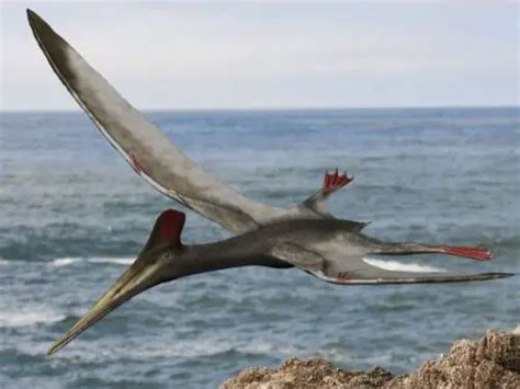 Pterodactyl Facts A Prehistoric Flying Reptile
