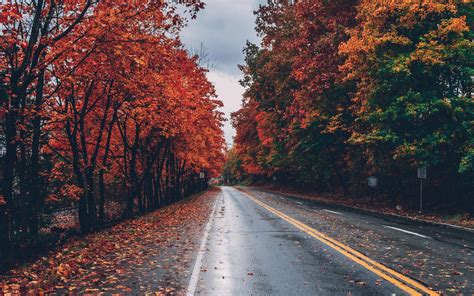Autumn Road Trees On Sides Fallen Leaves Macbook Air Wallpaper Download