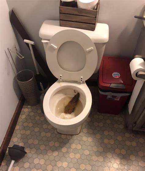 Clogged Toilet With Poop Clearance Shop Save 40 Jlcatjgobmx