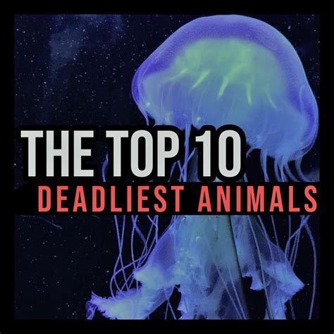 The Top 10 Deadliest Animals In The World Owlcation
