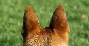 Dog Ear Chart What Does The Dog Ear Position Mean