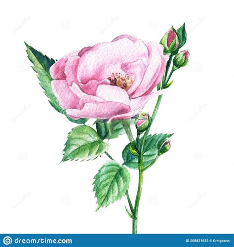 Light Pink Roses On White Isolated Background Watercolor Botanical