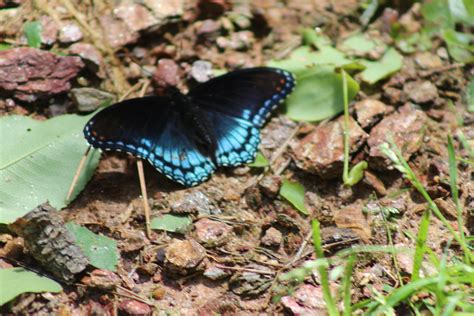 Blue Butterfly Comes Out May 6 25 Near Asheville Nc Walking In Nature