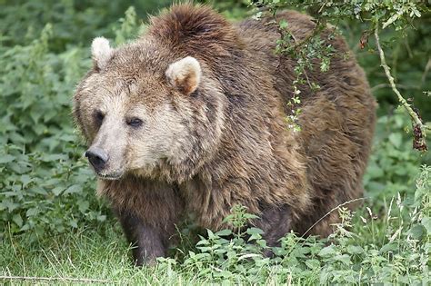 Eurasian Bear Facts Animals Of Europe