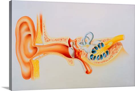 Illustration Of The Anatomy Of The Human Ear Wall Art Canvas Prints