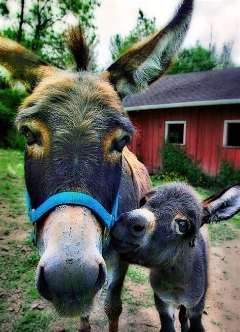 Mom And Baby Donkey I Am Soooo In Love Such Gentle Souls In Those