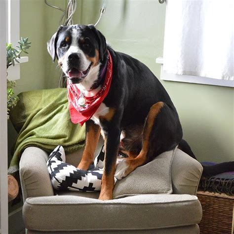 Nigel The Swiss Mountain Dog On Instagram Id Like To Forever Reserve