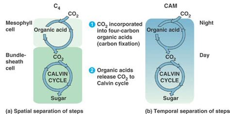 What Is The Difference Between C3 C4 And Cam Photosynthesis Pediaacom