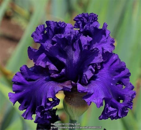 Tall Bearded Iris Iris Royal Academy In The Irises Database