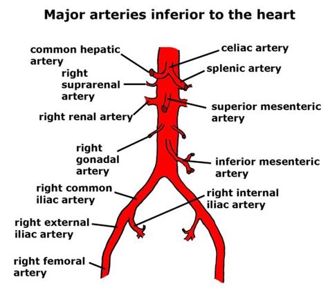 Startpage Arteries Anatomy Celiac Artery Vascular Ultrasound
