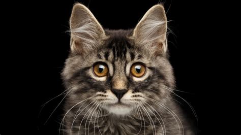 Cats are one of the most popular house pets in the united states, but did you know these amazing facts about them? Cat Facts | Mental Floss