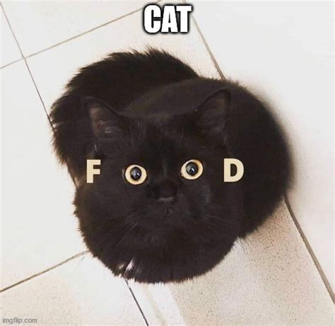 Image Tagged In Catfood Imgflip
