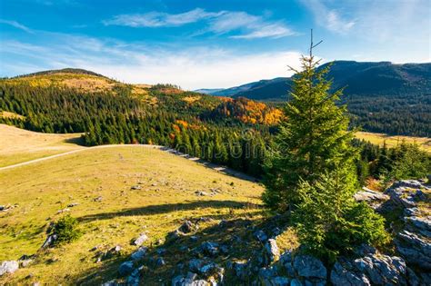 Spruce Tree On A Cliff Stock Image Image Of Environment 123054123