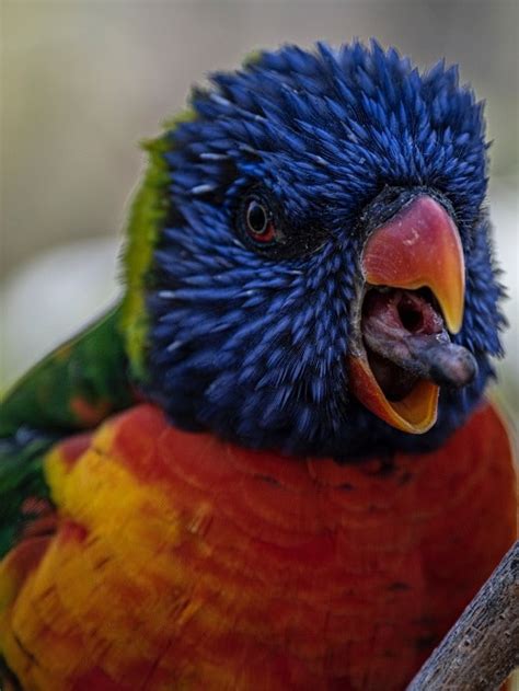 Lorikeet Tongue The Strangest Tool In The Parrot World Psittacology