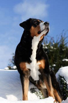 gorgeous greater swiss mountain dog dogs pinterest swiss mountain dogs mountain dogs  dog