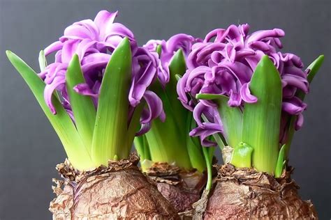 Il giacinto 'yellowstone' è una pianta luminosa. piantare bulbi - Bulbi - Come piantare i bulbi da fiore