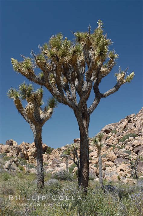 Joshua Tree Yucca Brevifolia Joshua Tree National Park California