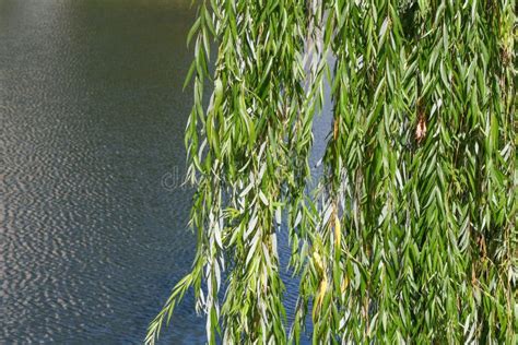 Hanging Branches Of A Weeping Willow Stock Photo Image Of Plant
