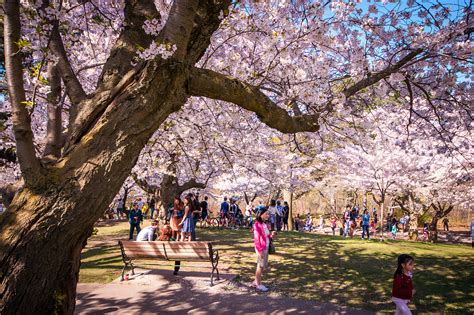 Cherry Blossom Viewing In Toronto Is Back For The First Time Since 2019