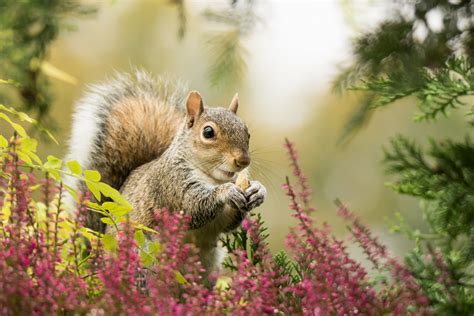 Download Depth Of Field Rodent Animal Squirrel Hd Wallpaper