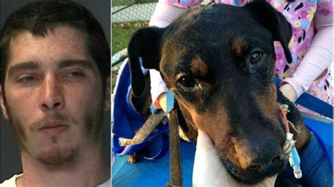 Court Papers Man Admits Beating Dog With Bat Newsday