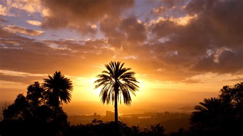 Palm Tree Sunset Wallpaper 70 Images