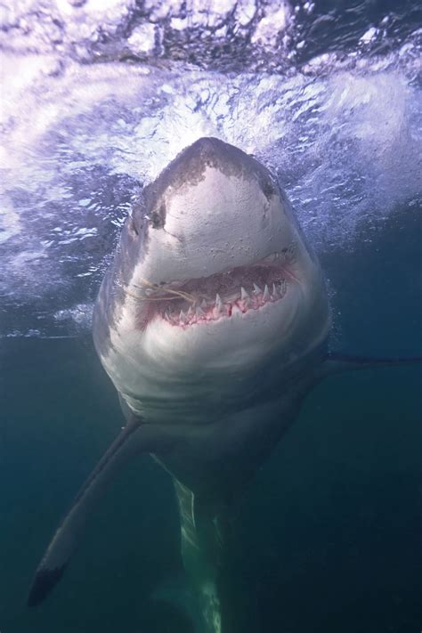 Great White Shark Photo By Qing Lin National Geographic Your Shot