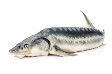 Top 15 Des Plus Gros Poissons Deau Douce