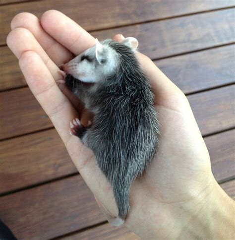 Baby Opossum I Loved Raising Pet Possums Only One Survived And We