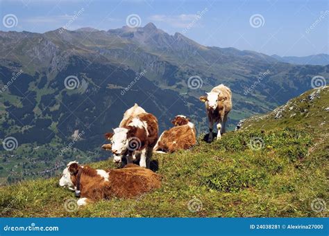 Cows Grazing In Alpine Meadows Stock Image Image Of Farmland Herd